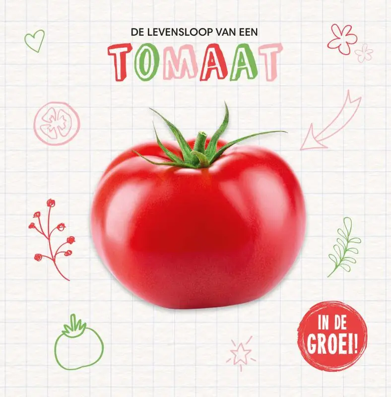 Tomaat