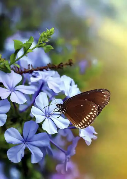 PBK Blanco (zonder opdruk)