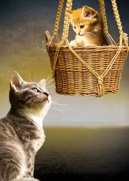 PBK Blanco (kittens)