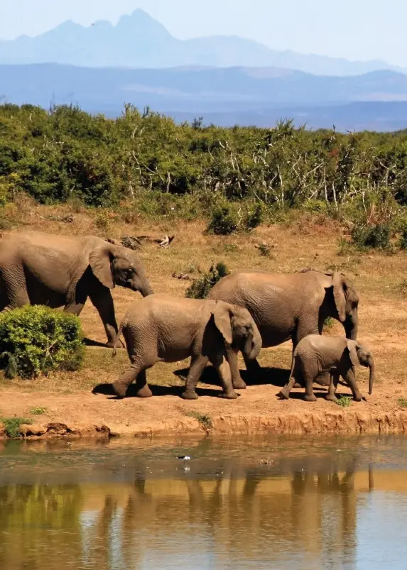 PBK Blanco (olifanten)