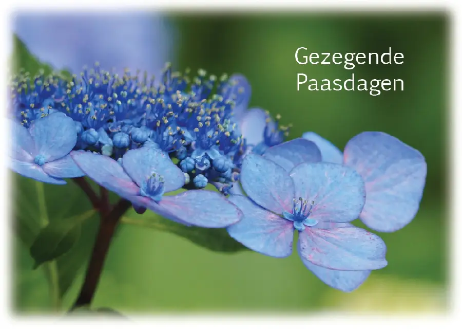 Prentbriefkaart Gezegende Paasdagen